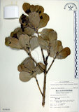 中文名:日本衛矛(S010420)學名:Euonymus japonicus Thunb.(S010420)中文別名:大葉黃楊拉丁同物異名:Euonymus japonicus Thunb.