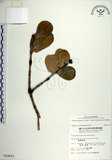 中文名:日本衛矛(S010421)學名:Euonymus japonicus Thunb.(S010421)中文別名:大葉黃楊拉丁同物異名:Euonymus japonicus Thunb.