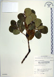 中文名:日本衛矛(S010561)學名:Euonymus japonicus Thunb.(S010561)中文別名:大葉黃楊拉丁同物異名:Euonymus japonicus Thunb.