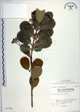 中文名:日本衛矛(S010562)學名:Euonymus japonicus Thunb.(S010562)中文別名:大葉黃楊拉丁同物異名:Euonymus japonicus Thunb.