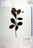 中文名:交趾衛矛(S012344)學名:Euonymus cochinchinensis Pierre(S012344)
