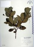 中文名:交趾衛矛(S012345)學名:Euonymus cochinchinensis Pierre(S012345)