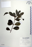 中文名:交趾衛矛(S012346)學名:Euonymus cochinchinensis Pierre(S012346)