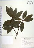 中文名:蘭嶼新木薑子(S012599)學名:Neolitsea villosa (Blume) Merr.(S012599)中文別名:白新木薑子拉丁同物異名:Neolitsea sericea (Bl.) Koidz.
