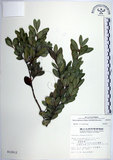 中文名:琉球黃楊(S012612)學名:Buxus liukiuensis Makino(S012612)