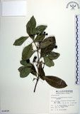 中文名:交趾衛矛(S014529)學名:Euonymus cochinchinensis Pierre(S014529)
