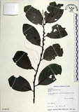 中文名:黃心柿(S014605)學名:Diospyros maritima Blume(S014605)