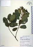 中文名:交趾衛矛(S016253)學名:Euonymus cochinchinensis Pierre(S016253)
