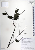 中文名:蘭嶼柿(S016263)學名:Diospyros kotoensis Yamazaki(S016263)