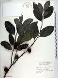 中文名:黃心柿(S016754)學名:Diospyros maritima Blume(S016754)