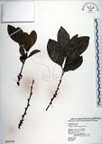 中文名:黃心柿(S018598)學名:Diospyros maritima Blume(S018598)