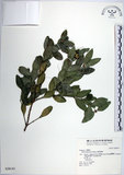 中文名:琉球黃楊(S028143)學名:Buxus liukiuensis Makino(S028143)