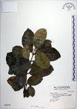 中文名:交趾衛矛(S028150)學名:Euonymus cochinchinensis Pierre(S028150)