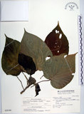 中文名:蘭嶼鐵莧(S028340)學名:Acalypha caturus Blume(S028340)中文別名:綠島鐵莧