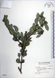 中文名:琉球黃楊(S028436)學名:Buxus liukiuensis Makino(S028436)