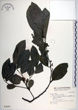 中文名:黃心柿(S028495)學名:Diospyros maritima Blume(S028495)