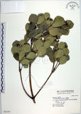中文名:日本衛矛(S031357)學名:Euonymus japonicus Thunb.(S031357)中文別名:大葉黃楊拉丁同物異名:Euonymus japonicus Thunb.