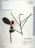 中文名:黃心柿(S031426)學名:Diospyros maritima Blume(S031426)