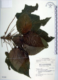 中文名:蘭嶼鐵莧(S031495)學名:Acalypha caturus Blume(S031495)中文別名:綠島鐵莧