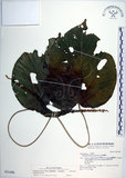 中文名:蘭嶼鐵莧(S031496)學名:Acalypha caturus Blume(S031496)中文別名:綠島鐵莧