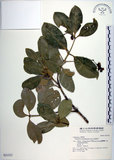 中文名:交趾衛矛(S031522)學名:Euonymus cochinchinensis Pierre(S031522)