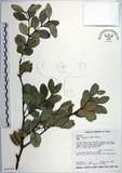 中文名:琉球黃楊(S034243)學名:Buxus liukiuensis Makino(S034243)