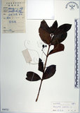 中文名:日本衛矛(S038712)學名:Euonymus japonicus Thunb.(S038712)中文別名:大葉黃楊拉丁同物異名:Euonymus japonicus Thunb.