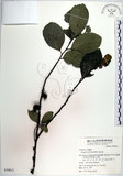 中文名:黃心柿(S039812)學名:Diospyros maritima Blume(S039812)