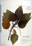 中文名:蘭嶼鐵莧(S039824)學名:Acalypha caturus Blume(S039824)中文別名:綠島鐵莧