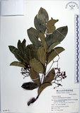中文名:交趾衛矛(S039833)學名:Euonymus cochinchinensis Pierre(S039833)