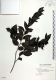 中文名:蘭嶼柿(S040089)學名:Diospyros kotoensis Yamazaki(S040089)