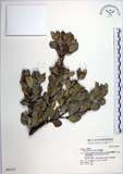 中文名:琉球黃楊(S042723)學名:Buxus liukiuensis Makino(S042723)