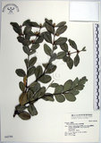 中文名:琉球黃楊(S042766)學名:Buxus liukiuensis Makino(S042766)