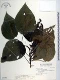 中文名:蘭嶼鐵莧(S046788)學名:Acalypha caturus Blume(S046788)中文別名:綠島鐵莧