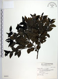 中文名:蘭嶼柿(S046841)學名:Diospyros kotoensis Yamazaki(S046841)