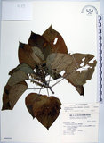 中文名:蘭嶼鐵莧(S046920)學名:Acalypha caturus Blume(S046920)中文別名:綠島鐵莧