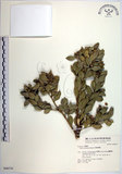 中文名:琉球黃楊(S048270)學名:Buxus liukiuensis Makino(S048270)