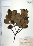 中文名:日本衛矛(S048949)學名:Euonymus japonicus Thunb.(S048949)中文別名:大葉黃楊拉丁同物異名:Euonymus japonicus Thunb.