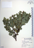 中文名:琉球黃楊(S049662)學名:Buxus liukiuensis Makino(S049662)