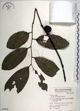 中文名:黃心柿(S049678)學名:Diospyros maritima Blume(S049678)