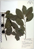 中文名:黃心柿(S049712)學名:Diospyros maritima Blume(S049712)