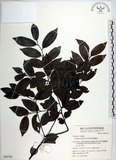 中文名:蘭嶼柿(S049744)學名:Diospyros kotoensis Yamazaki(S049744)