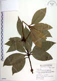 W:sl(S049903)