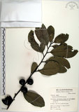 中文名:黃心柿(S050202)學名:Diospyros maritima Blume(S050202)