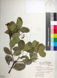 中文名:交趾衛矛(S051024)學名:Euonymus cochinchinensis Pierre(S051024)