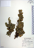 中文名:琉球黃楊(S054155)學名:Buxus liukiuensis Makino(S054155)