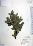 中文名:琉球黃楊(S067729)學名:Buxus liukiuensis Makino(S067729)