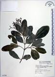 中文名:交趾衛矛(S067944)學名:Euonymus cochinchinensis Pierre(S067944)