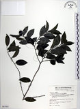 中文名:蘭嶼柿(S067985)學名:Diospyros kotoensis Yamazaki(S067985)