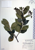 中文名:交趾衛矛(S067994)學名:Euonymus cochinchinensis Pierre(S067994)